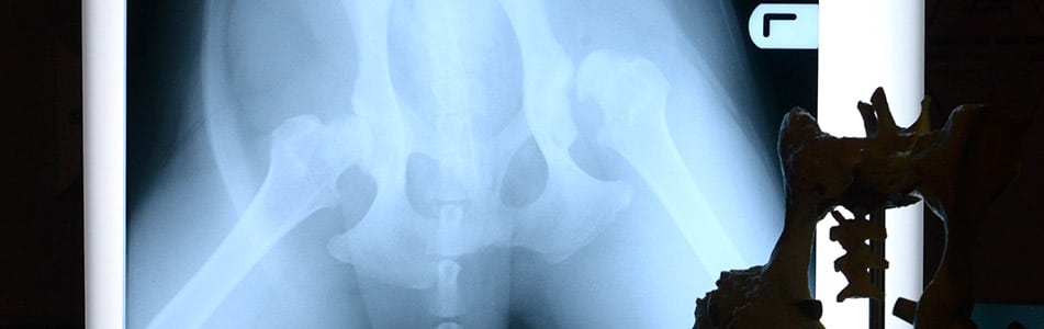 animal x ray
